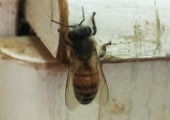 Apis mellifera
