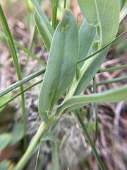 Mertensia viridis