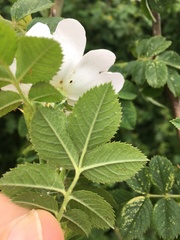 Rosa balsamica