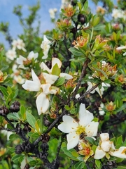 Lindleya mespiloides