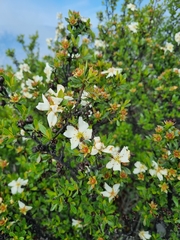 Lindleya mespiloides