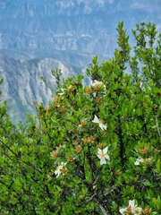 Lindleya mespiloides