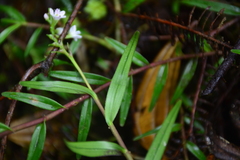 Epidendrum fimbriatum