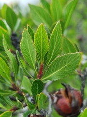 Lindleya mespiloides