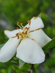 Lindleya mespiloides