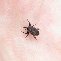 Sphenophorus venatus