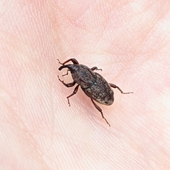 Sphenophorus venatus
