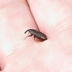 Sphenophorus venatus