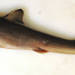 Dogfish Sharks - Photo (c) Smithsonian Institution, National Museum of Natural History, Department of Vertebrate Zoology, Division of Fishes, some rights reserved (CC BY-NC-SA)
