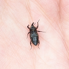 Sphenophorus venatus