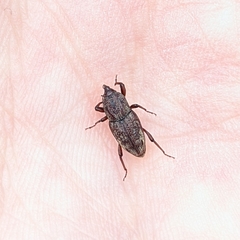 Sphenophorus venatus