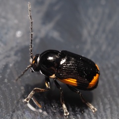 Cryptocephalus moraei