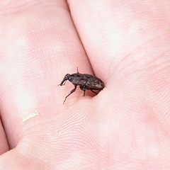 Sphenophorus venatus