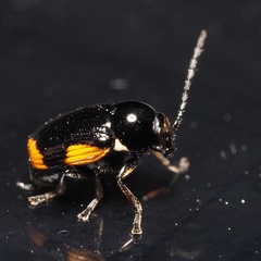 Cryptocephalus moraei
