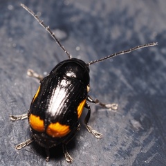 Cryptocephalus moraei