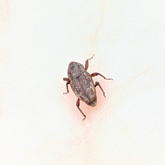 Sphenophorus venatus
