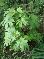 Glaucidium palmatum