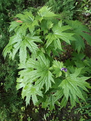 Glaucidium palmatum