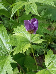 Glaucidium palmatum