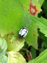 Epilachna nigrocincta