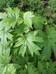 Glaucidium palmatum