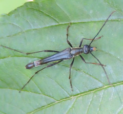 Strangalia acuminata