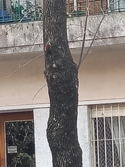 Lepidocolaptes angustirostris