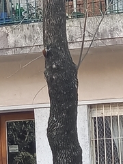 Lepidocolaptes angustirostris