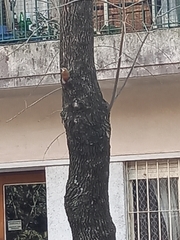 Lepidocolaptes angustirostris