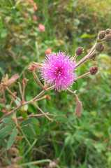 Mimosa sensitiva