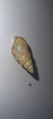 Leiostracus vimineus