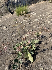 Lomatium lucidum