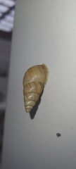 Leiostracus vimineus