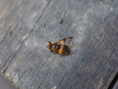 Volucella inflata