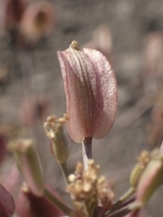 Lomatium lucidum