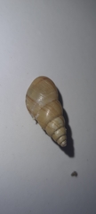 Leiostracus vimineus