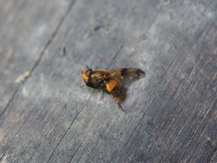 Volucella inflata