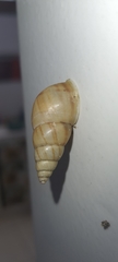Leiostracus vimineus