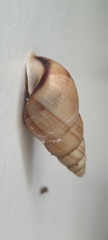 Leiostracus vimineus