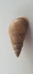 Leiostracus vimineus