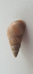 Leiostracus vimineus