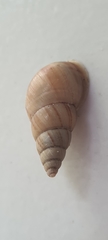 Leiostracus vimineus
