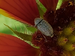 Trigonorhinus limbatus