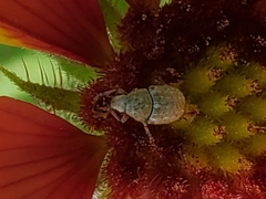 Trigonorhinus limbatus