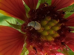 Trigonorhinus limbatus