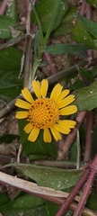 Acmella pusilla