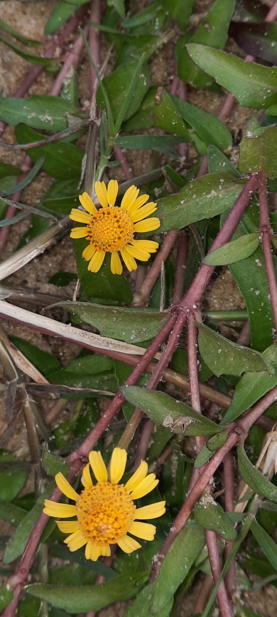 Acmella pusilla