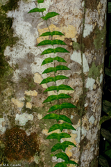 Adenia cordifolia