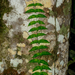Adenia cordifolia - Photo (c) Miguel A. Casado, some rights reserved (CC BY-NC), uploaded by Miguel A. Casado