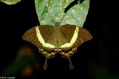 Papilio palinurus